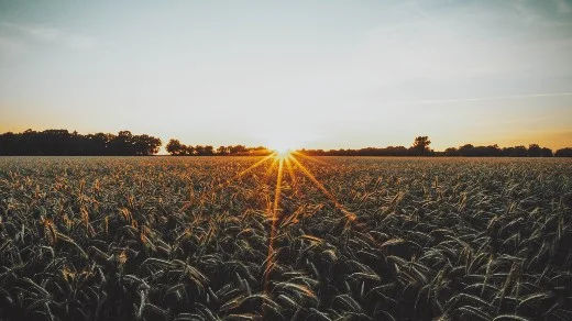un campo di grano con il sole che tramonta sullo sfondo